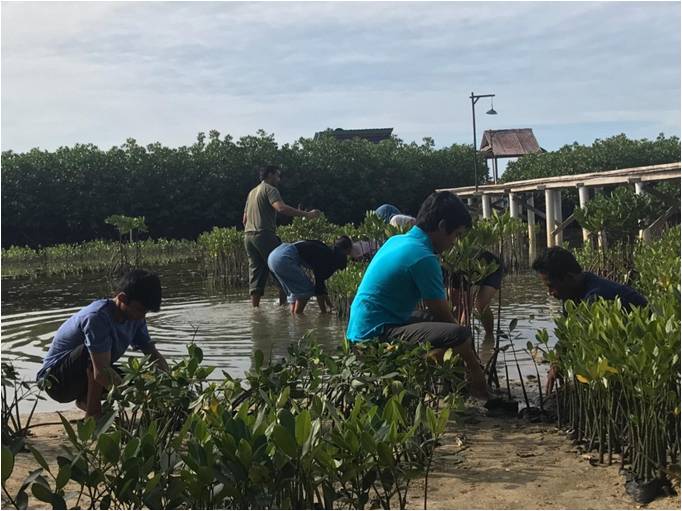 Mangrove